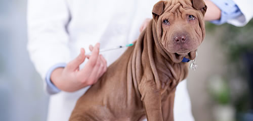 Vacina Canina