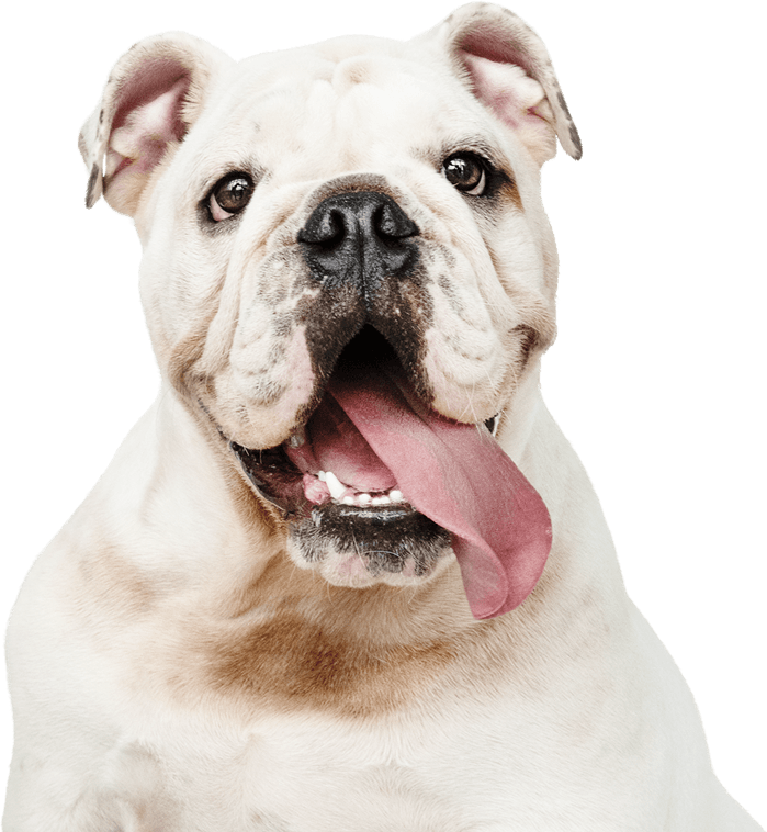 Petshop e Clínica Veterinária - Cães e Gatos