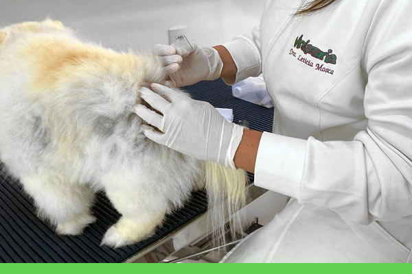 Dermatologia Veterinária